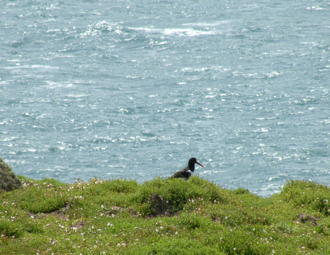 Gita all''isola di Skomer (Galles)